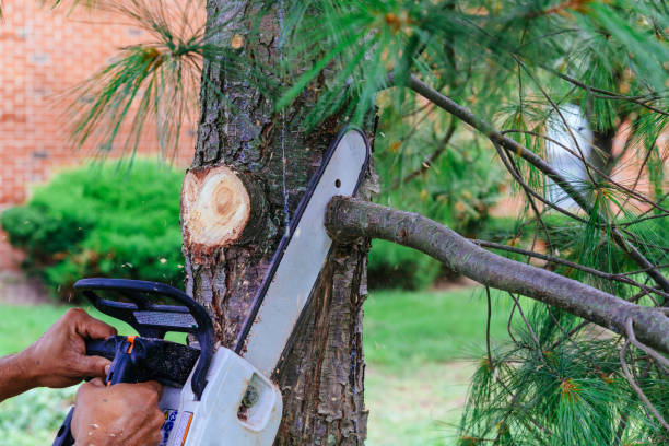 Best Tree Removal Services  in Red Hill, SC